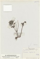 藏品(長壽花)的圖片